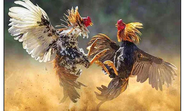 Cockfighting Derby Rules: Tournament Points, Weight Matching & Derby Formats