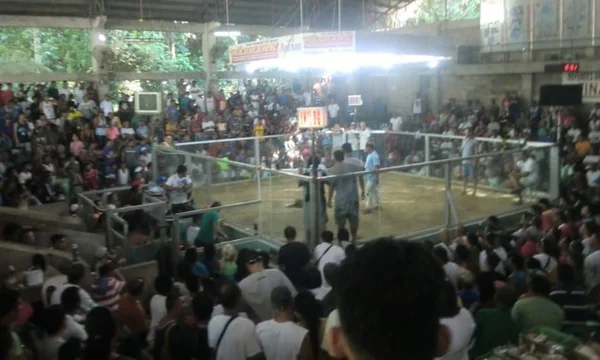 Live Sabong Guide: Meron vs Wala Odds, Tari Blades & Cockfighting Pit Rules