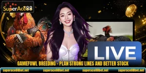 Gamefowl Breeding - Plan Strong Lines And Better Stock