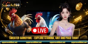 Sweater Gamefowl - Explore Stamina, Grit And Pace Today
